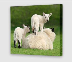 canvas-square-lambs.jpg